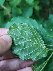 Acalitus brevitarsus