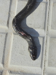 Helicops tapajonicus