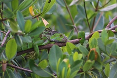 Iguana iguana