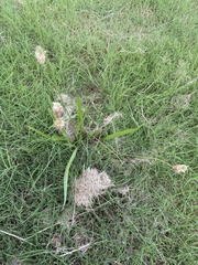 Plantago lanceolata