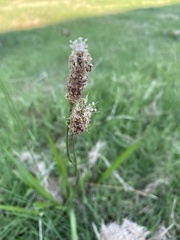 Plantago lanceolata