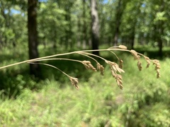 Festuca paradoxa