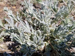 Potentilla effusa