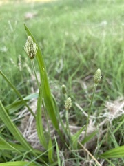 Plantago lanceolata
