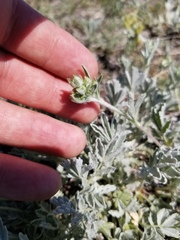 Potentilla effusa