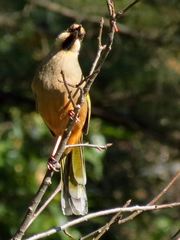 Trochalopteron variegatum