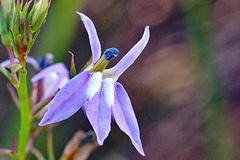 Lobelia boykinii