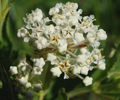 Ceanothus herbaceus