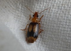 Trigonothops pacifica