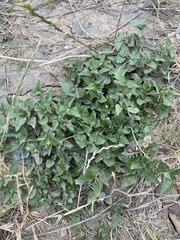 Calyptocarpus vialis