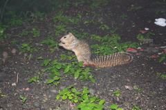 Notocitellus annulatus