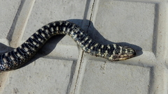 Helicops tapajonicus