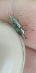 Lixus subtilis