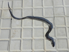 Helicops tapajonicus