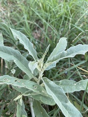 Solanum elaeagnifolium