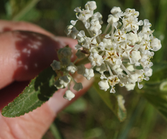 Ceanothus herbaceus