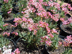 Limonium
