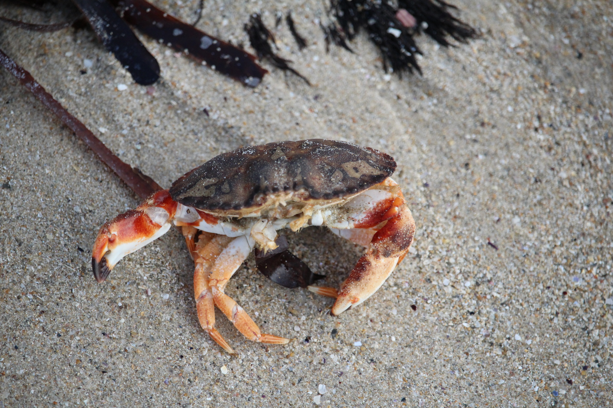 Pie Crust Crab (Metacarcinus novaezelandiae) - Tomahawk, Tasmania