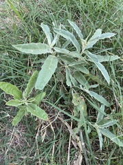 Solanum elaeagnifolium