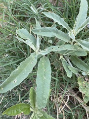 Solanum elaeagnifolium