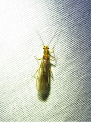 Perlesta