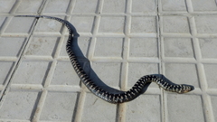 Helicops tapajonicus