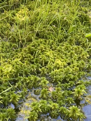 Sphagnum torreyanum