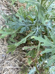 Parthenium hysterophorus