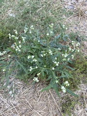 Parthenium hysterophorus