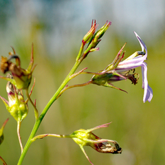 Lobelia boykinii