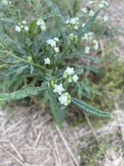 Parthenium hysterophorus