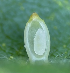 Caryomyia urnula