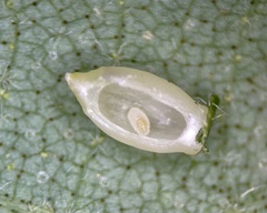 Caryomyia urnula