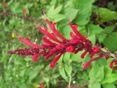 Salvia cinnabarina