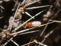 Drosophila immigrans