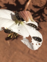 Acmaeodera bowditchi