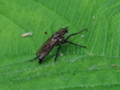 Lasiopogon