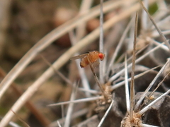 Drosophila immigrans