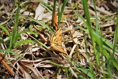 Epelis truncataria