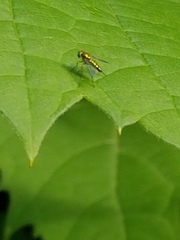 Condylostylus flavipes