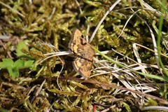 Epelis truncataria
