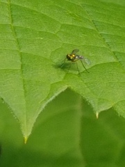 Condylostylus flavipes