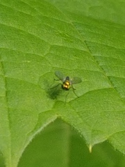 Condylostylus flavipes