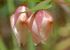 Calochortus albus