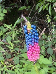 Amorphophallus kiusianus