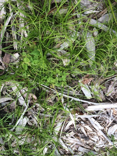 Image of Carex deflexa by no rights reserved