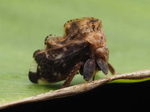 Tylopelta gibbera