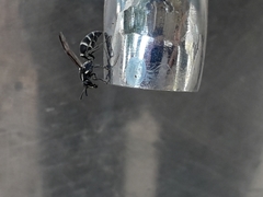 Polybia occidentalis
