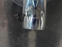 Polybia occidentalis