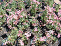 Limonium